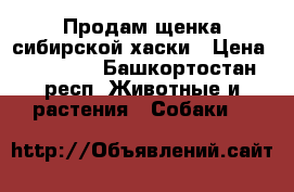 Продам щенка сибирской хаски › Цена ­ 20 000 - Башкортостан респ. Животные и растения » Собаки   